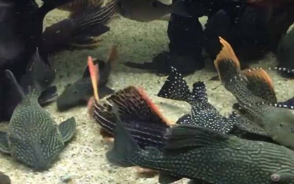 垃圾鱼是什么鱼?