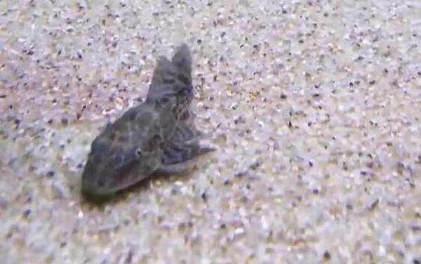 垃圾鱼是什么鱼?