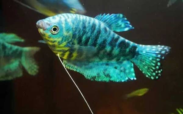 蓝曼龙是什么鱼?