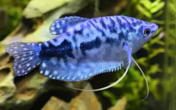 蓝曼龙是什么鱼?