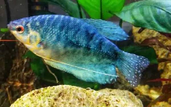 蓝曼龙是什么鱼?