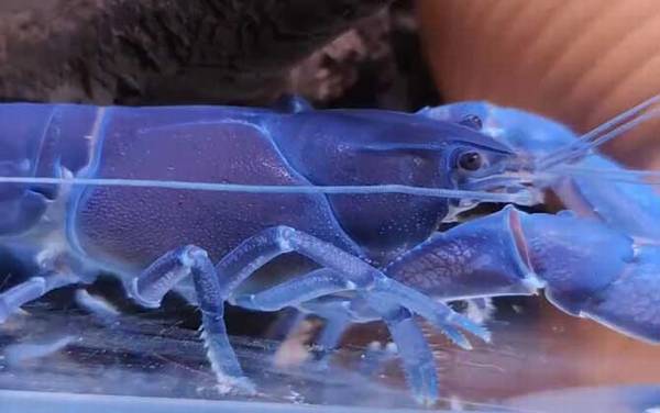 蓝魔虾是什么虾?