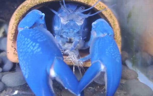 蓝魔虾是什么虾?