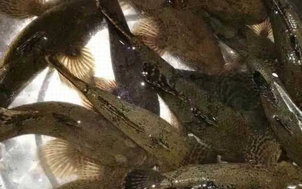 趴地虎是什么鱼?