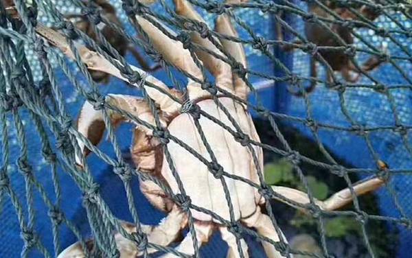 螃蟹脱壳是怎么回事?