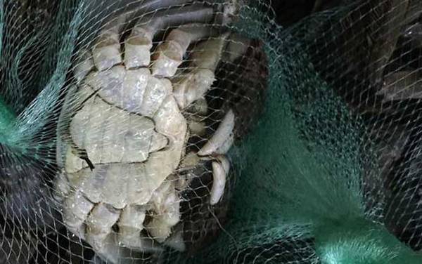 螃蟹脱壳是怎么回事?