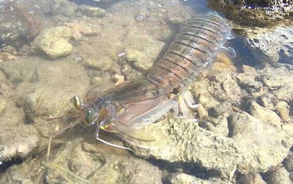 琵琶虾是什么虾?