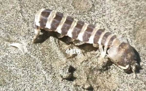 琵琶虾是什么虾?