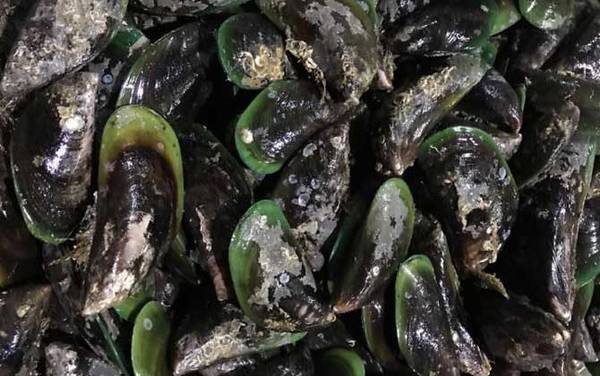 青口贝是什么动物?