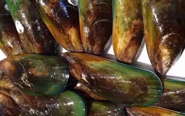 青口贝是什么动物?