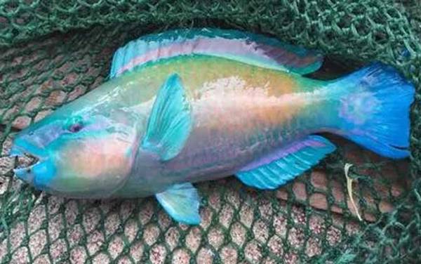 青衣鱼是什么鱼?