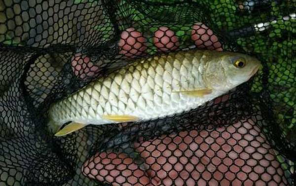 青竹鱼是什么鱼?