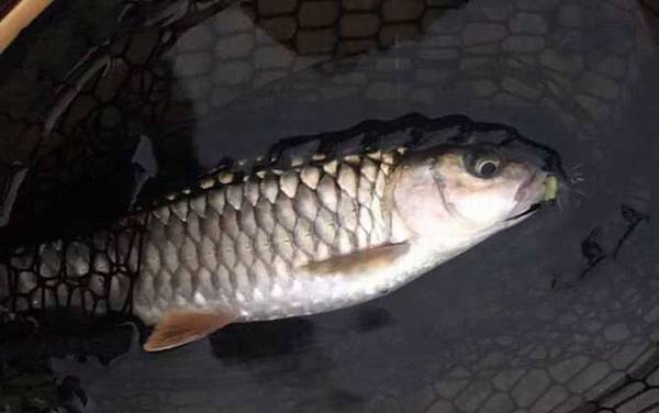 青竹鱼是什么鱼?