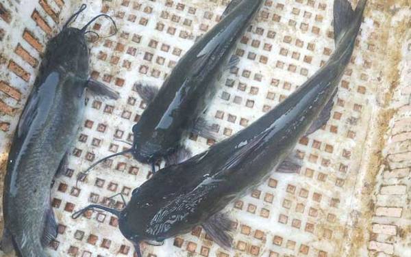 长吻鮠是淡水鱼吗?