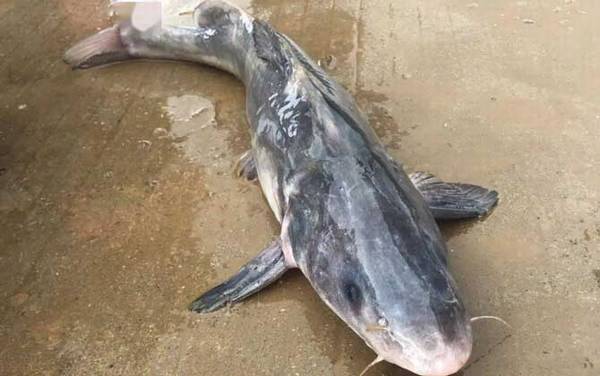 长吻鮠是淡水鱼吗?