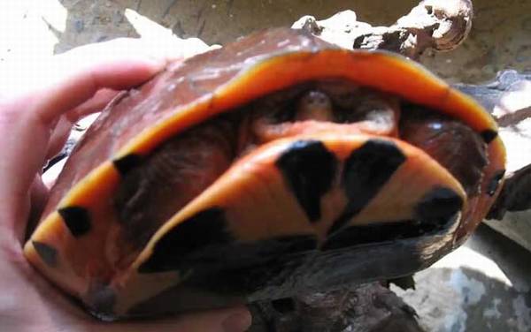 三线闭壳龟是什么龟?