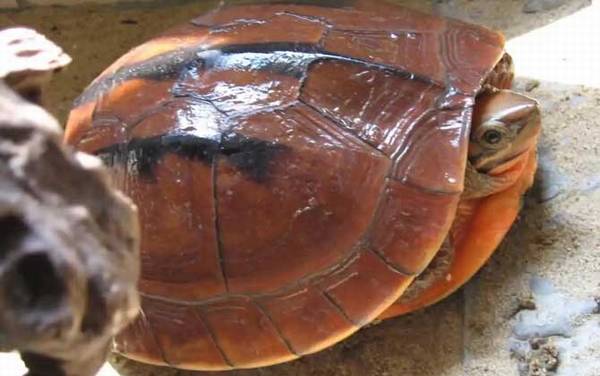 三线闭壳龟是什么龟?