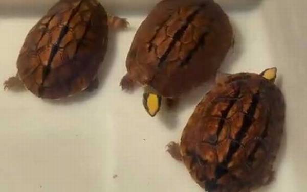 三线闭壳龟是什么龟?