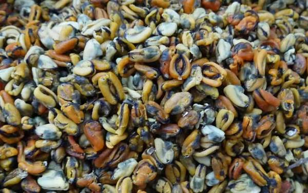 淡菜是什么东西?