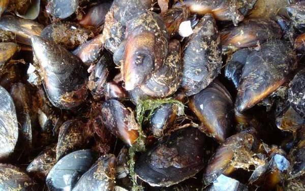 淡菜是什么东西?