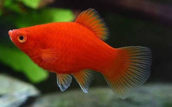 红月光鱼是什么鱼?