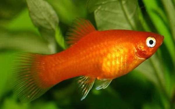 红月光鱼是什么鱼?