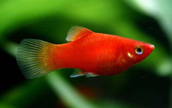 红月光鱼是什么鱼?