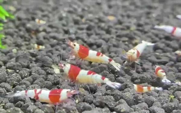 水晶虾是什么虾?