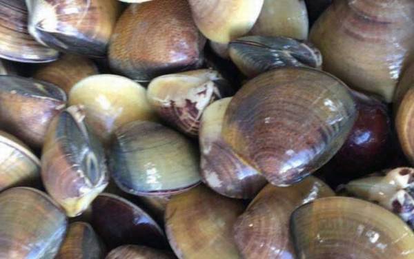 沙白是什么动物?