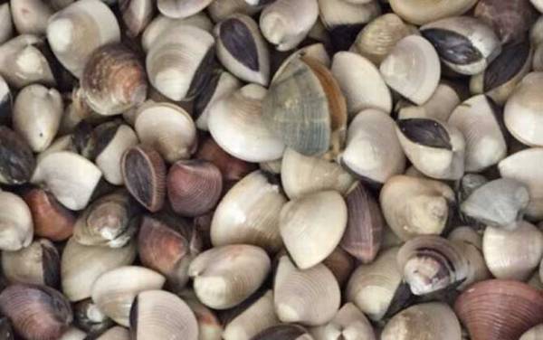 沙白是什么动物?