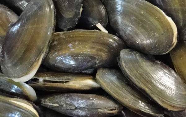 沙螺是什么动物?