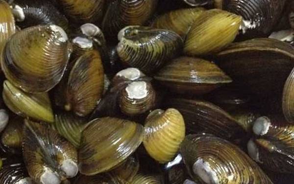 沙螺是什么动物?