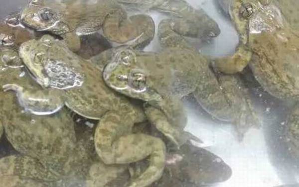 石蚌是什么动物?