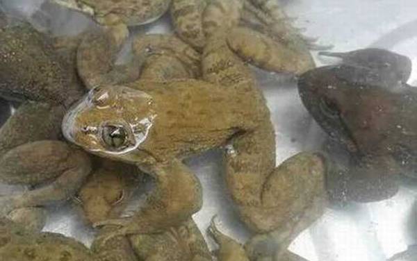 石蚌是什么动物?