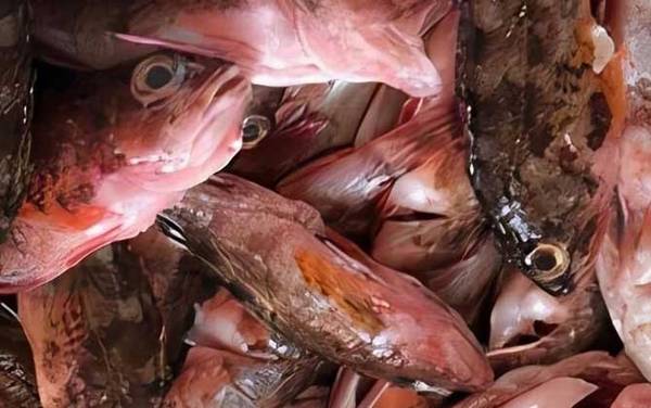 石九公是什么鱼?