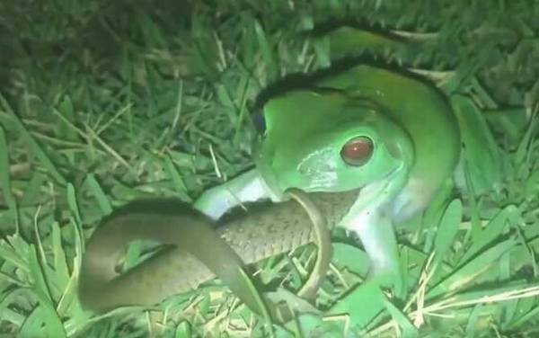 食蛇蛙是什么动物?