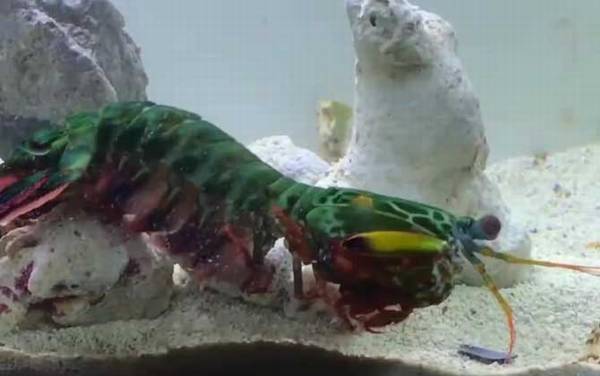 手枪虾是什么虾?