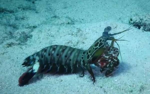 手枪虾是什么虾?