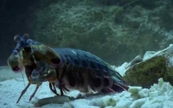 手枪虾是什么虾?