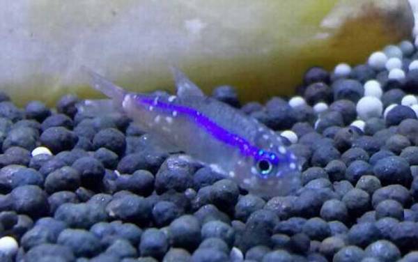 白点病的原因和防治方法