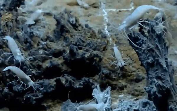 白色盲虾是什么虾?