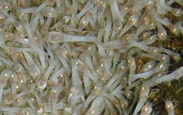 白色盲虾是什么虾?