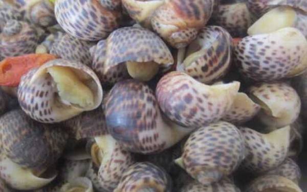 斑玉螺是什么动物?