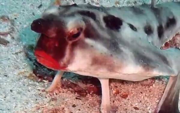 蝙蝠鱼是什么鱼?