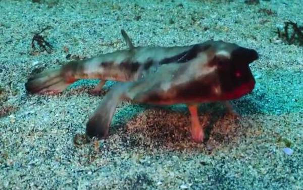 蝙蝠鱼是什么鱼?