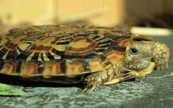 饼干龟是什么龟?