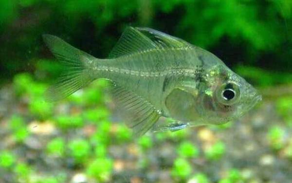 玻璃拉拉鱼是什么鱼?