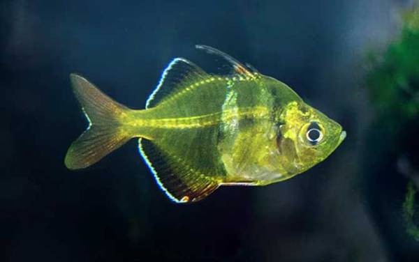 玻璃拉拉鱼是什么鱼?