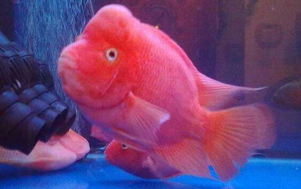 财神鱼是什么鱼?