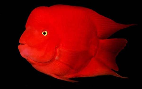 财神鱼是什么鱼?